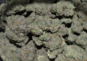 Strain Profile Motorbreath