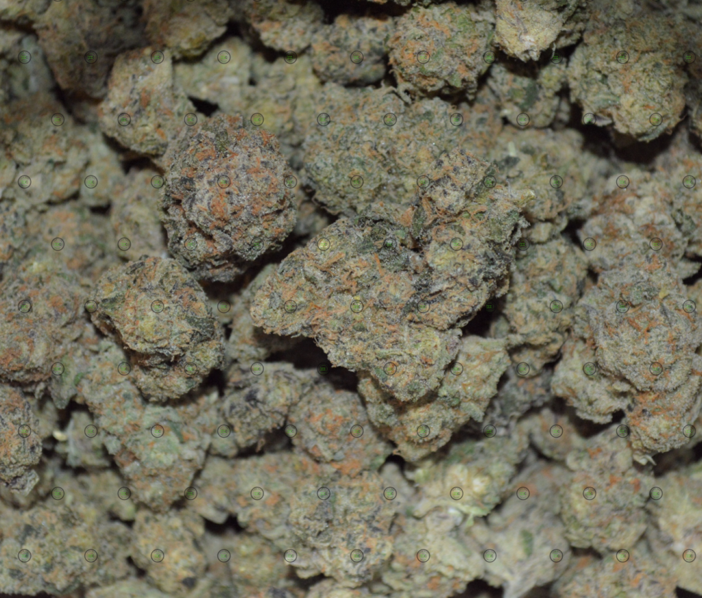 Jungle Cake Cannabis Strain Profile