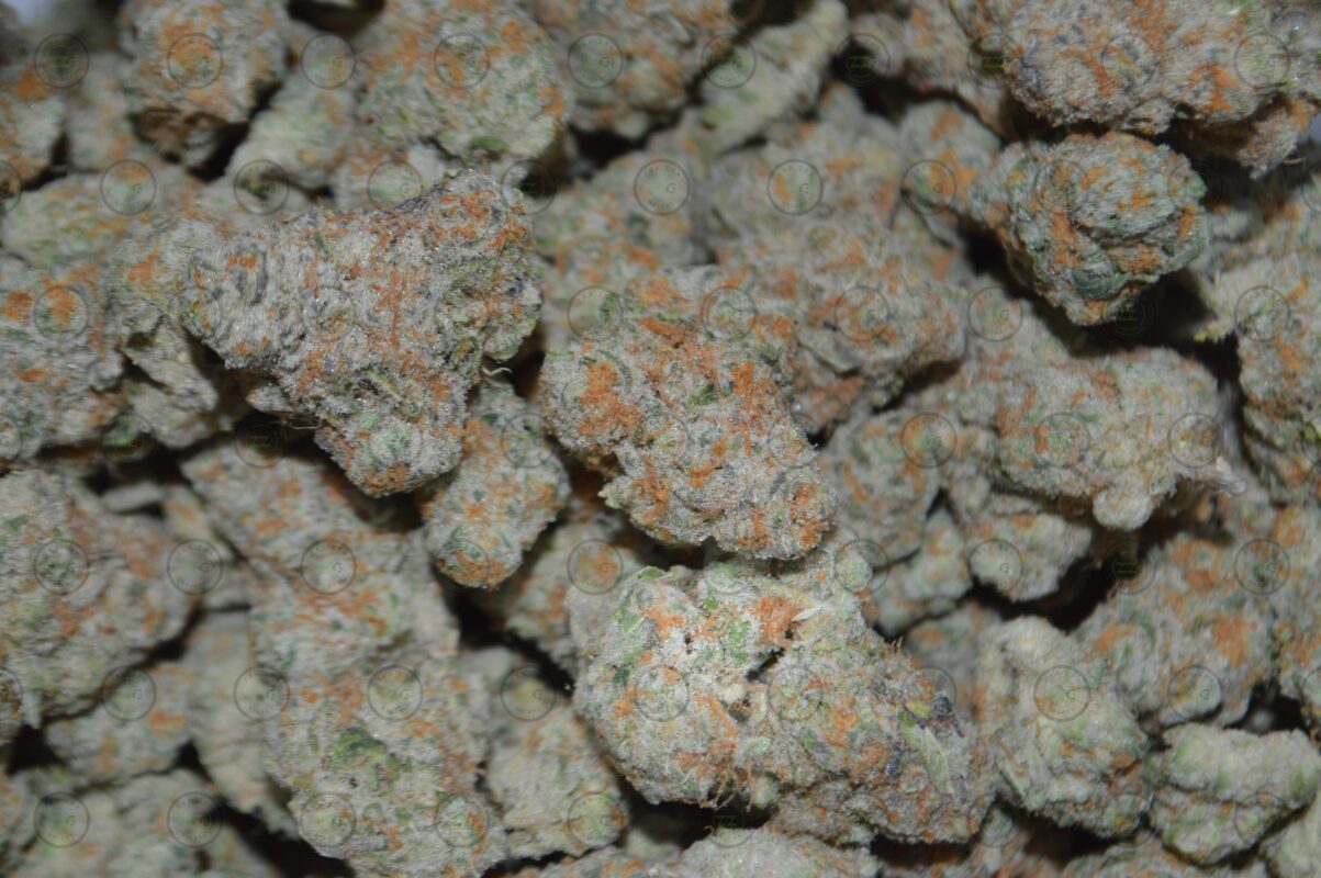 SFV X Triangle Kush