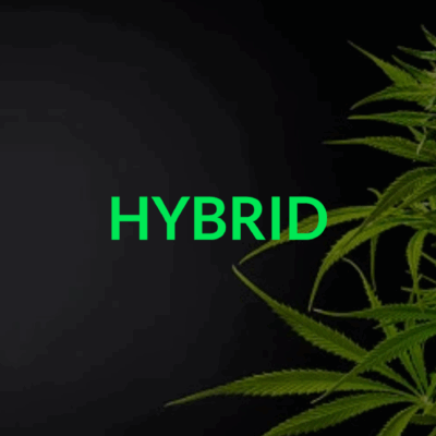 HYBRID CANNABIS FLOWER