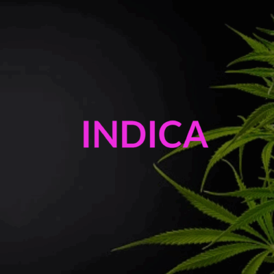 INDICA CANNABIS FLOWER