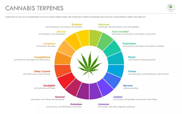 Understanding Terpenes in Cannabis