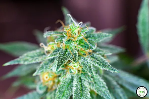 Exploring Popular Cannabis Strains
