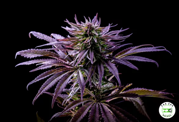 Choosing Cannabis Strains