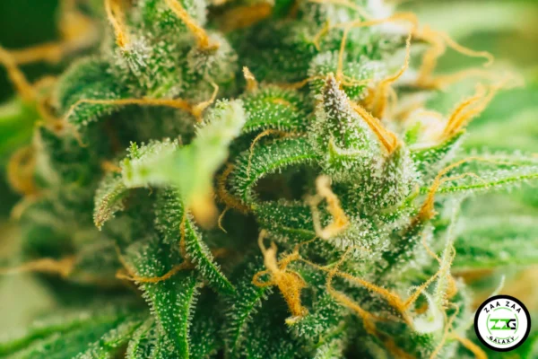 Cannabis Potency & Dosage