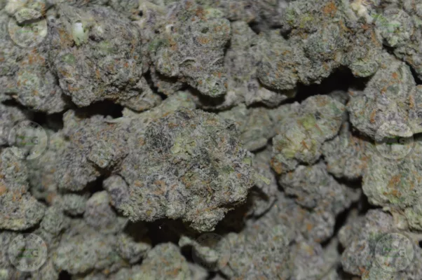 Strain Profile Biscotti