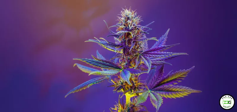 Cannabis Terpenes Enhance Your Cannabis Experience 