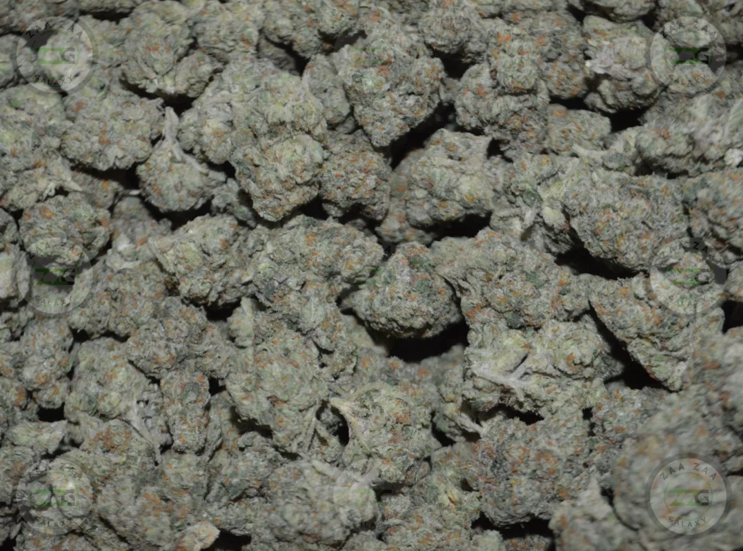 Strain Profile Gelato 41