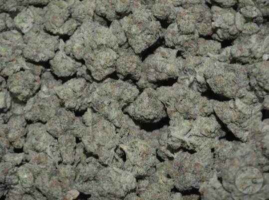 Strain Profile Gelato 41