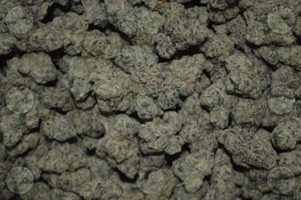 Strain Profile Gelatti