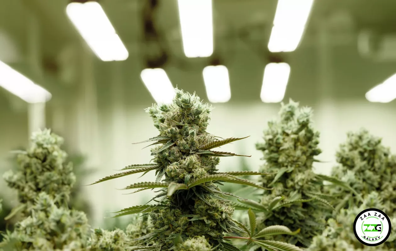 Sustainable Practices in Cannabis Cultivation