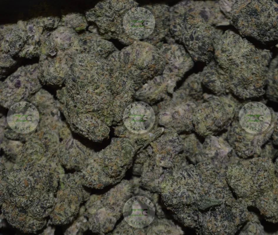 Blackberry Dream Cannabis