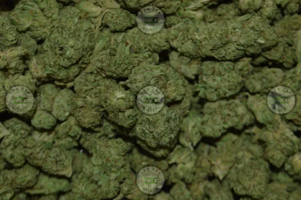 GG4