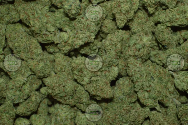 Strain Profile Super Lemon Haze