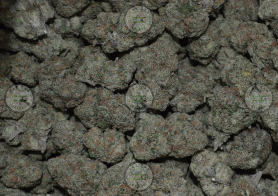 Strain Profile Tangie Land