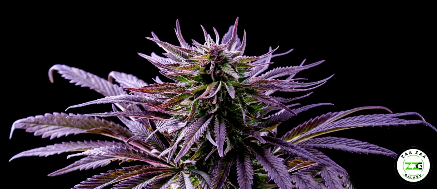 Biscotti Cannabis