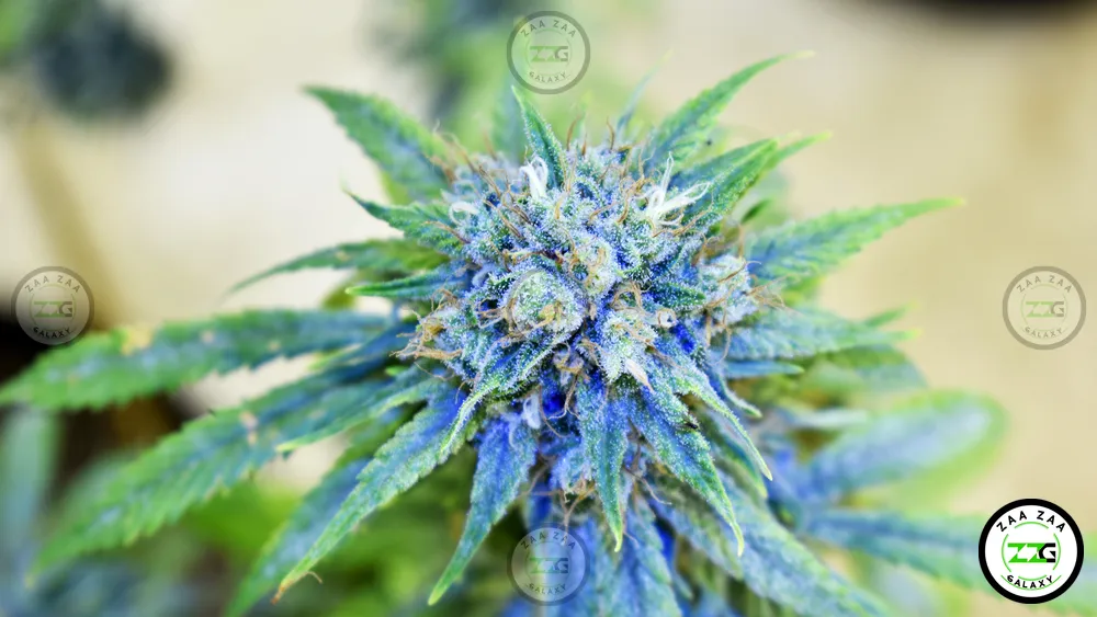 Blue Haze Cannabis