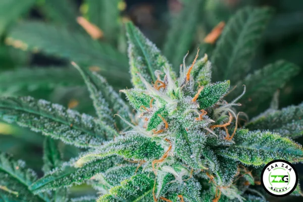 Fritter Glitter Cannabis