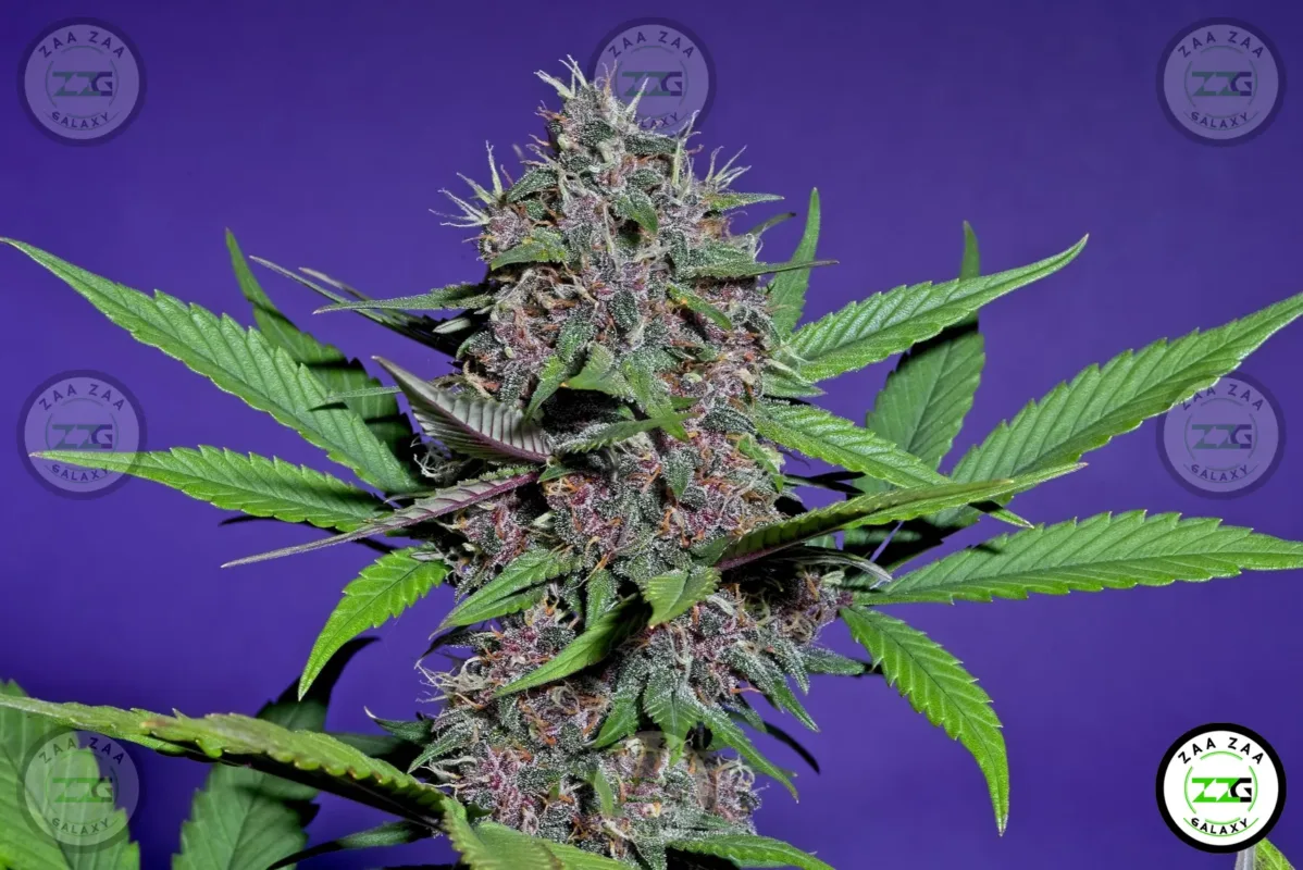 Gastro Pop Cannabis