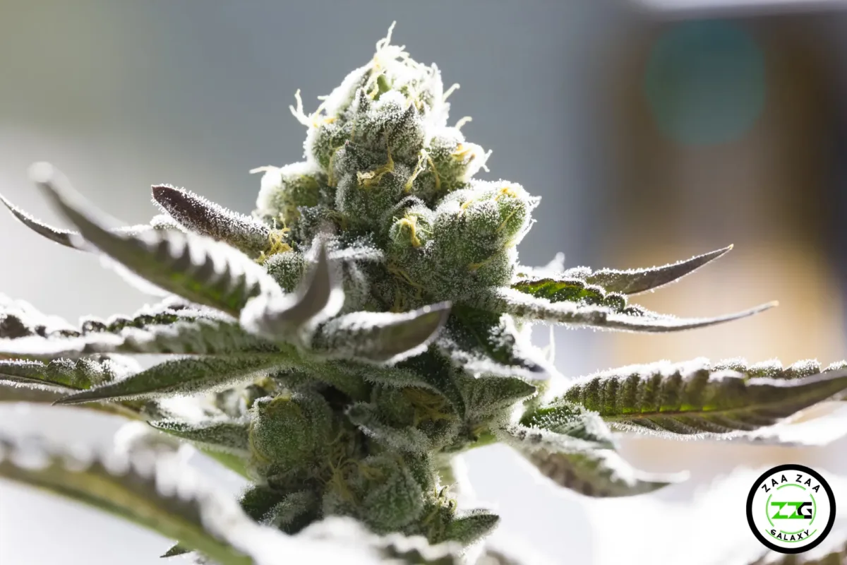 Hawaiian Haze Cannabis