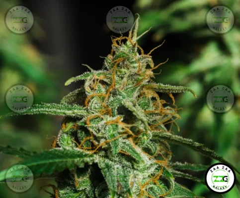 Magic Marker Cannabis