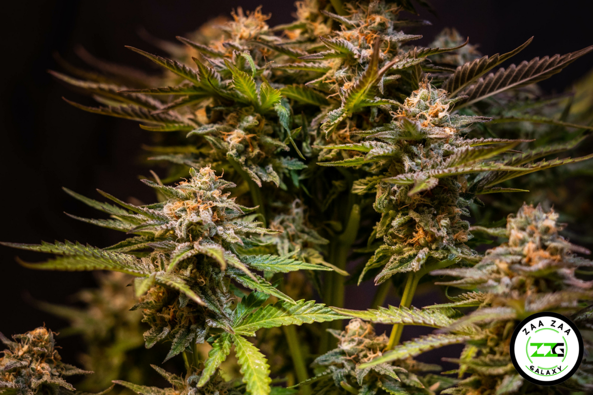 Cocoa Bomba Cannabis