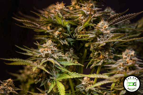 Cocoa Bomba Cannabis