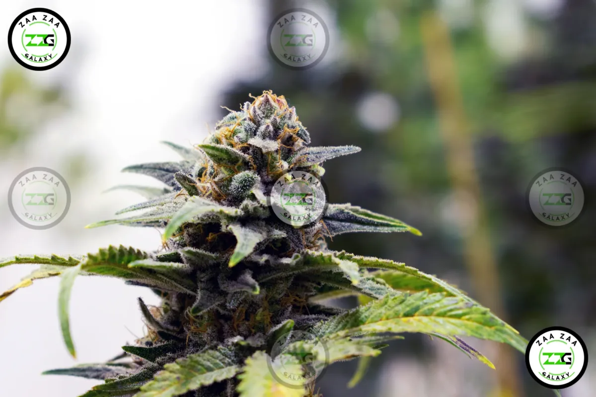 Creme Brulee Cannabis