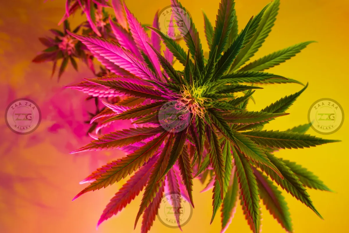 Black Gold Cannabis