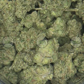 Donny Burger Cannabis