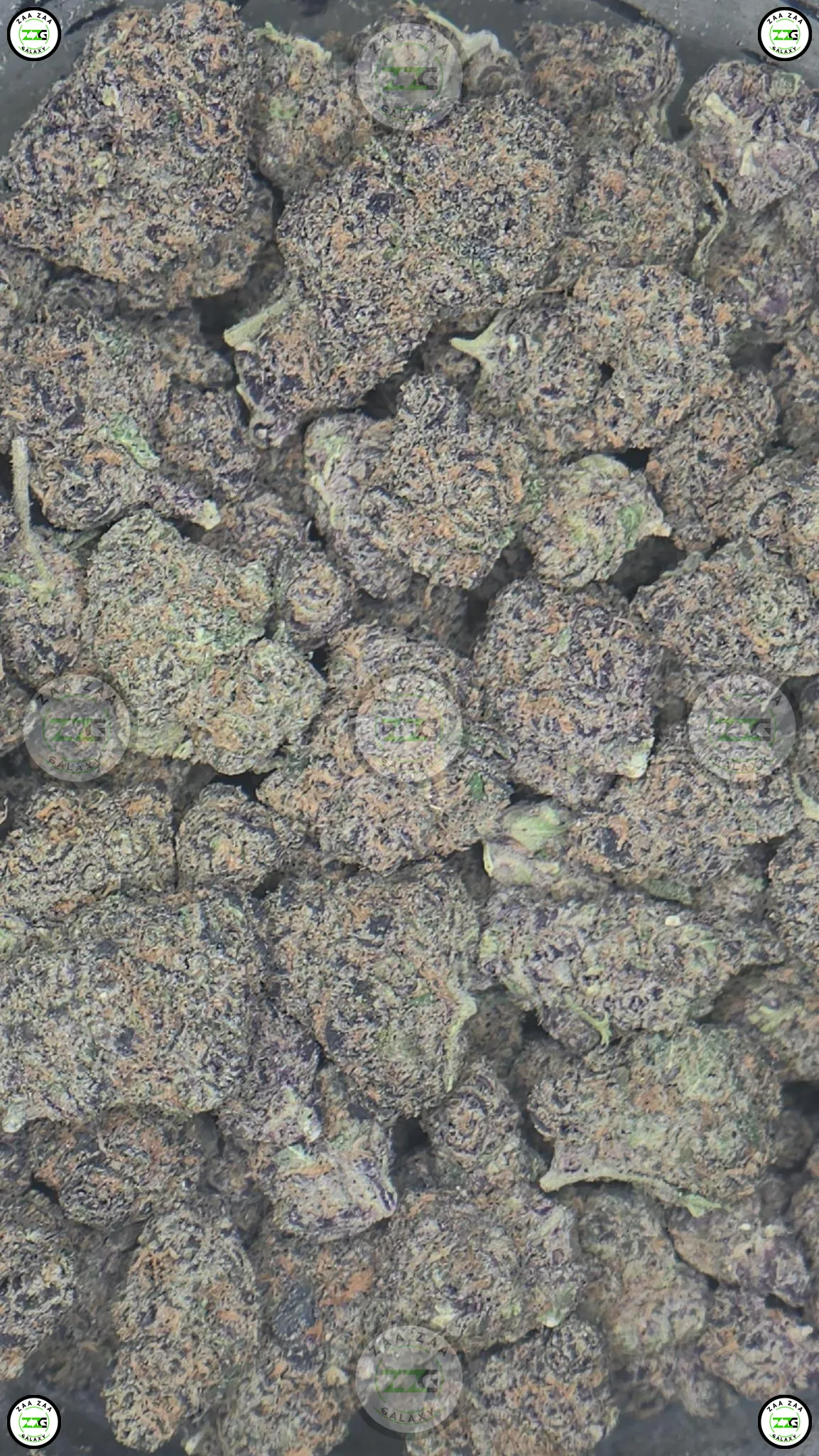 FORUM COOKIES CANNABIS
