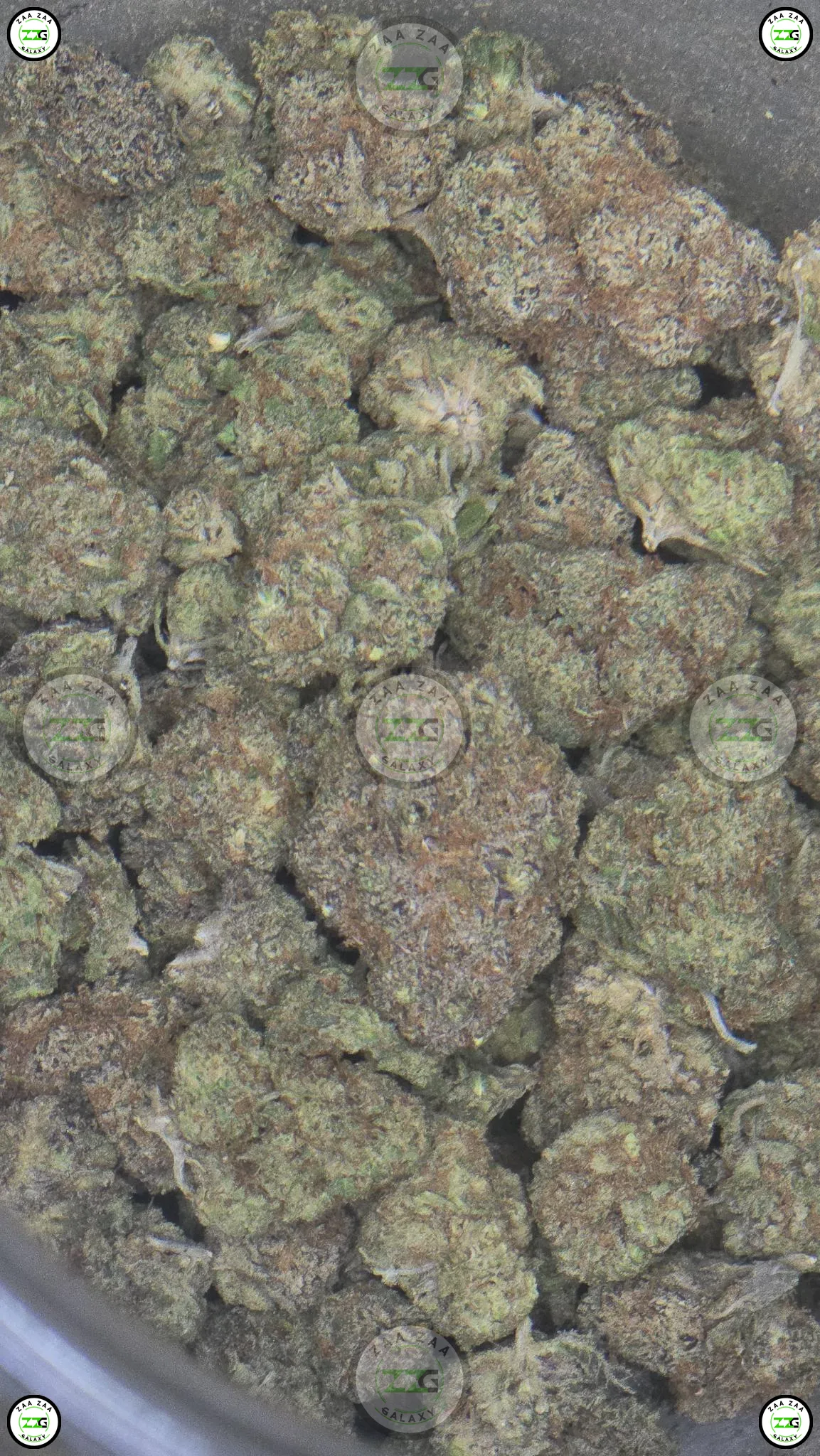 GRAPELATO CANNABIS