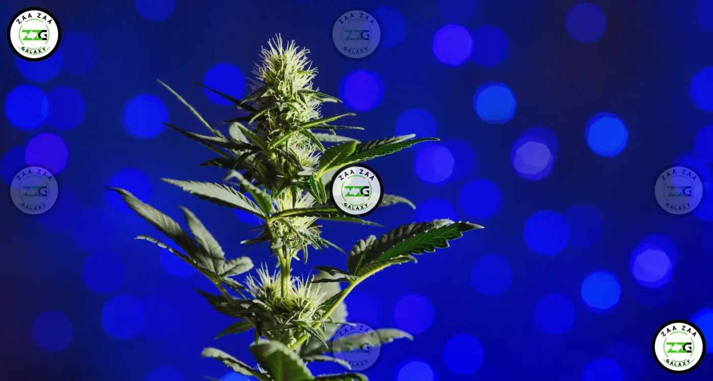 Kush Mints X Zkittlez Cannabis