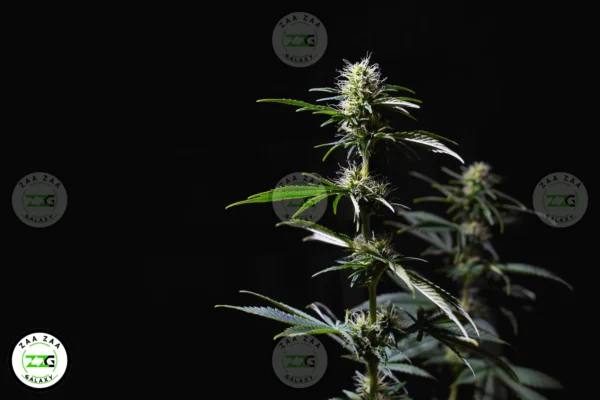 Midnight Moon Cannabis in DC