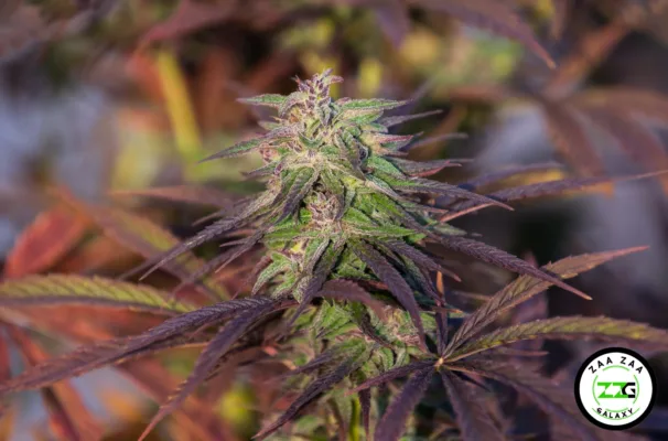 Zuper Bubble Cannabis