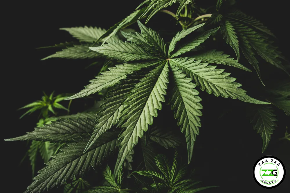 Cannabis Terpenes