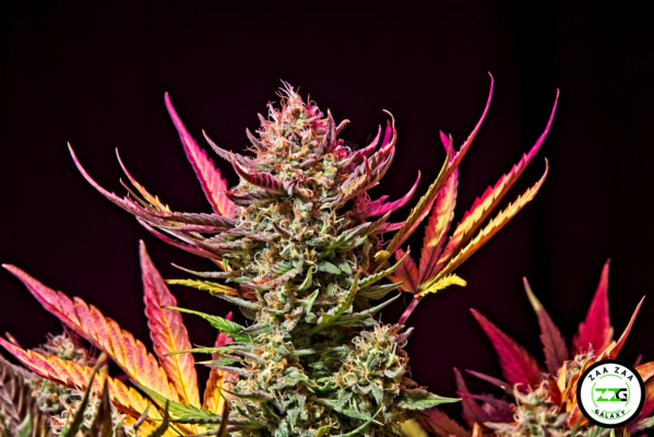 Dosidos Cannabis in DC