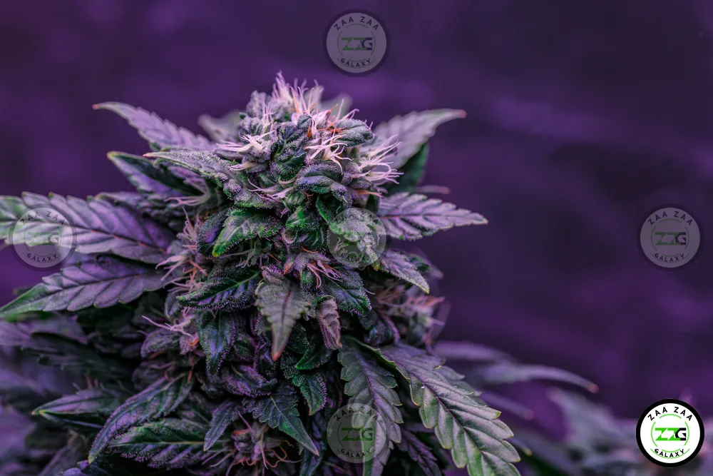 London Purpz Cannabis in DC
