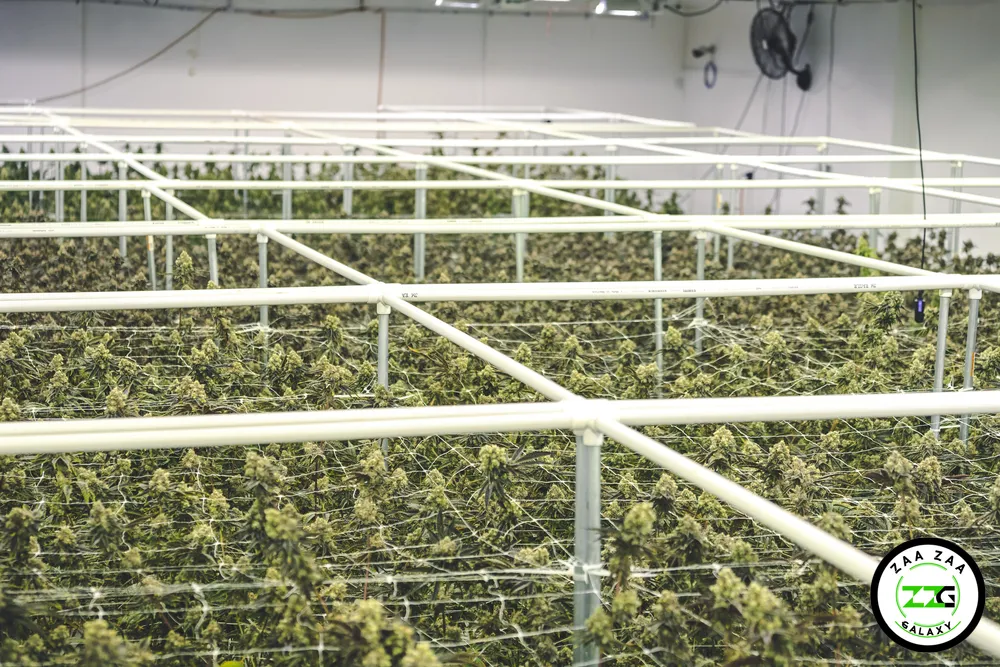 Navigating the World of Terpenes