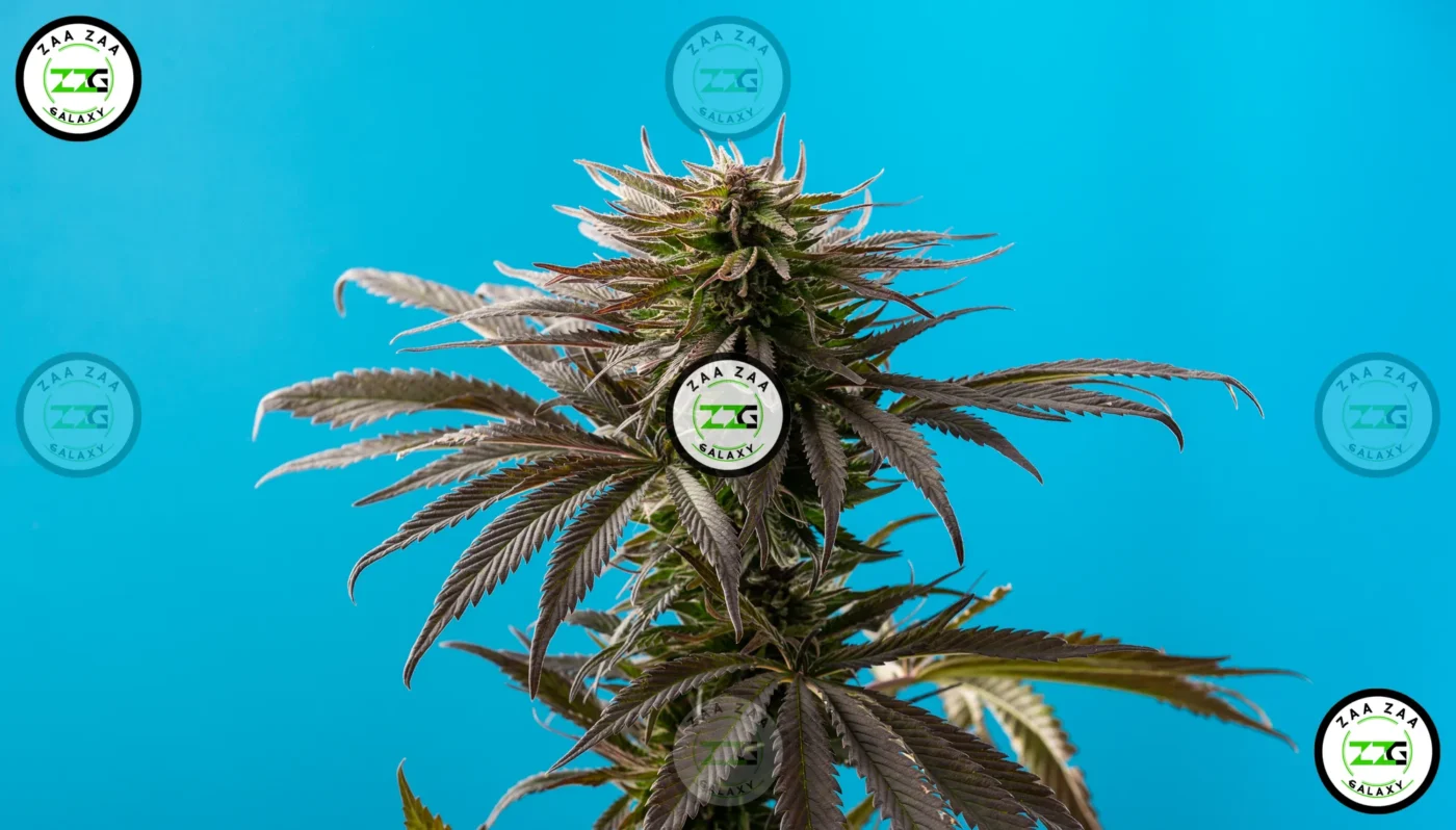 White Tahoe Cookies Cannabis in DC