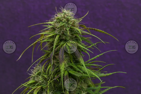 Bellini Cannabis In DC