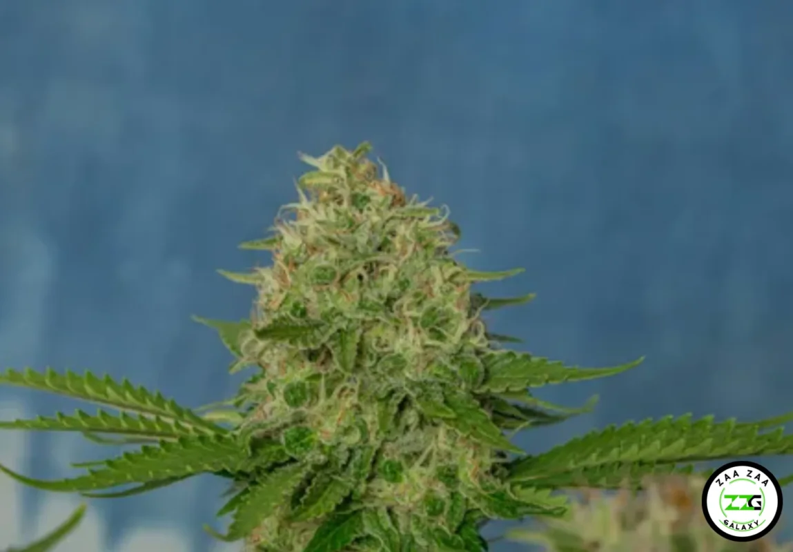 Froyo Cannabis in DC