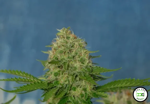 Froyo Cannabis in DC