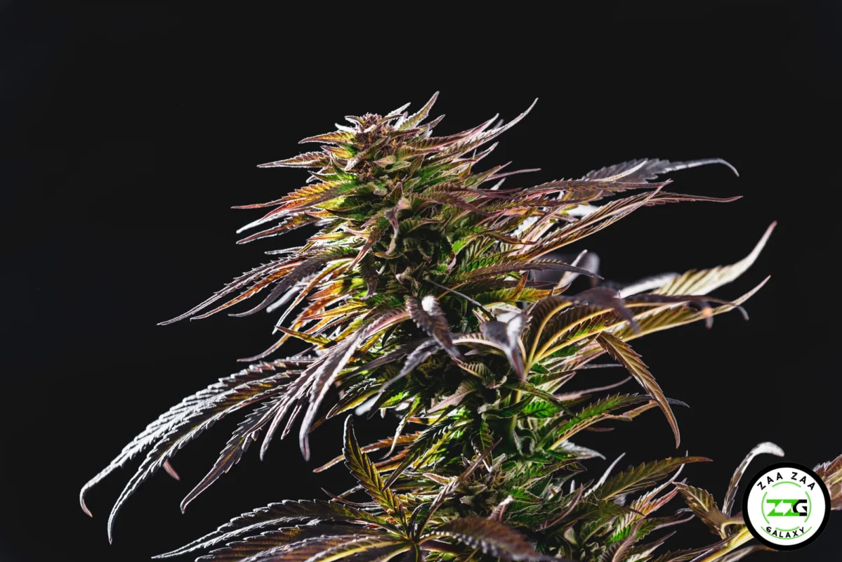 Orange Sherbert Cannabis in DC