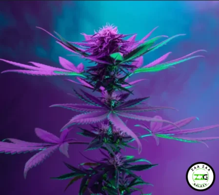 Fuel De Mule Cannabis in DC