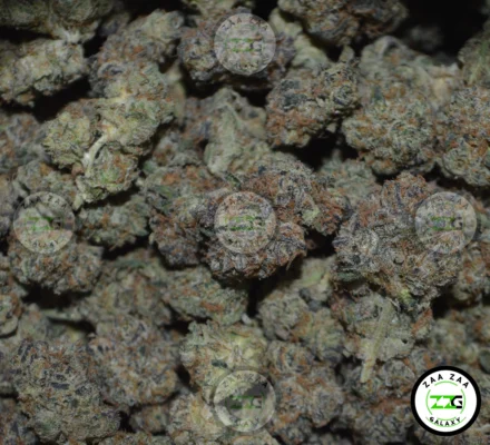 Lemon Meringue Cannabis in DC