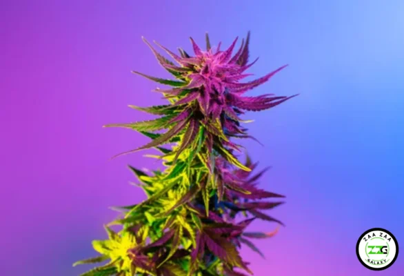 Purple Dino Cookies Cannabis in DC