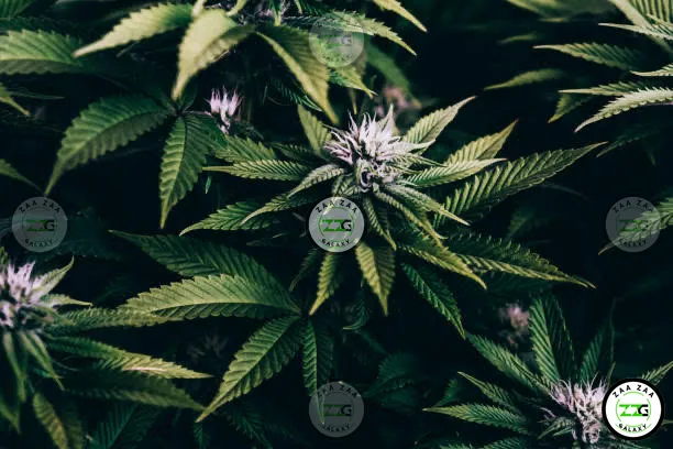 Choosing The Best Cannabis Strains
