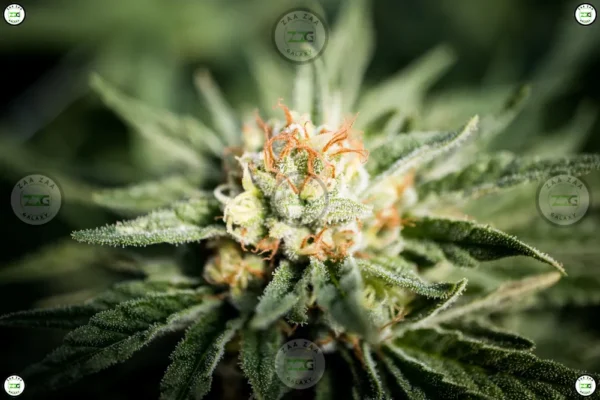 Trainwreck Cannabis in DC