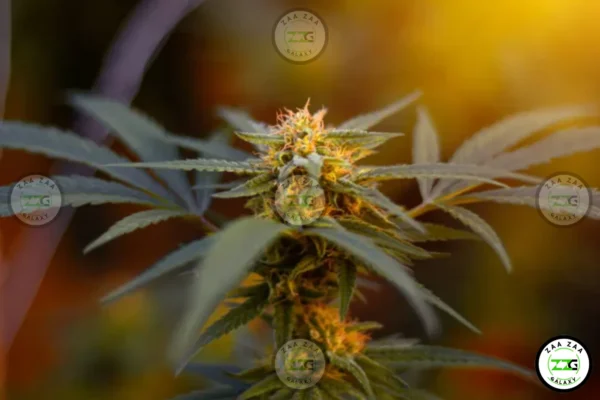 Blissful Wizard Cannabis In DC